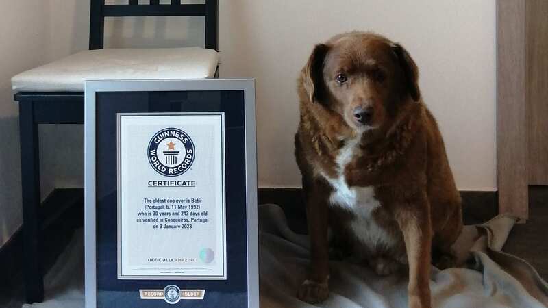 Bobi is a very calm and sociable dog, who loves to be petted and plays a lot with the four cats he lives with (Image: Guinness World Records)