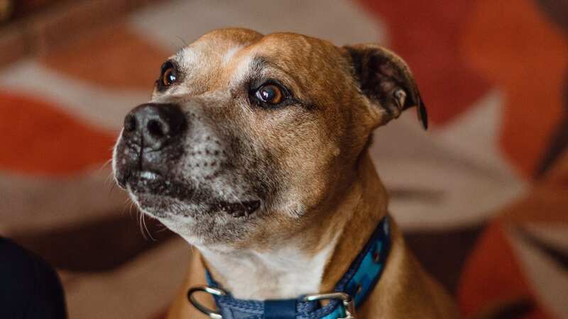 Duke the dog waiting for a new home (Image: Blue Cross / SWNS)
