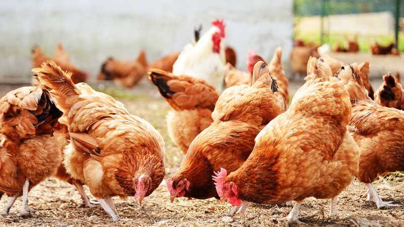 Two poultry workers have contracted bird flu after working with infected chickens (Image: Getty Images/iStockphoto)