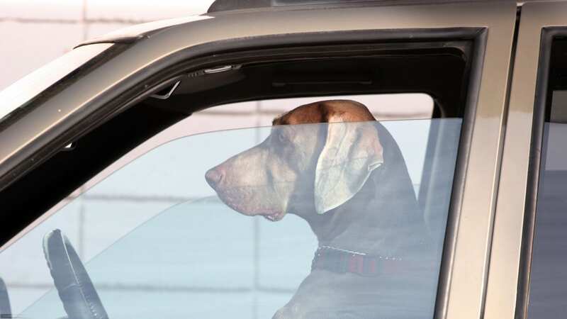 A man swapped places with his dog in an attempt to avoid arrest during a traffic stop (Image: Getty Images/simspix)