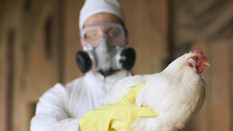 Bird flu has been detected in two poultry workers in the UK (file photo) (Image: Getty Images)