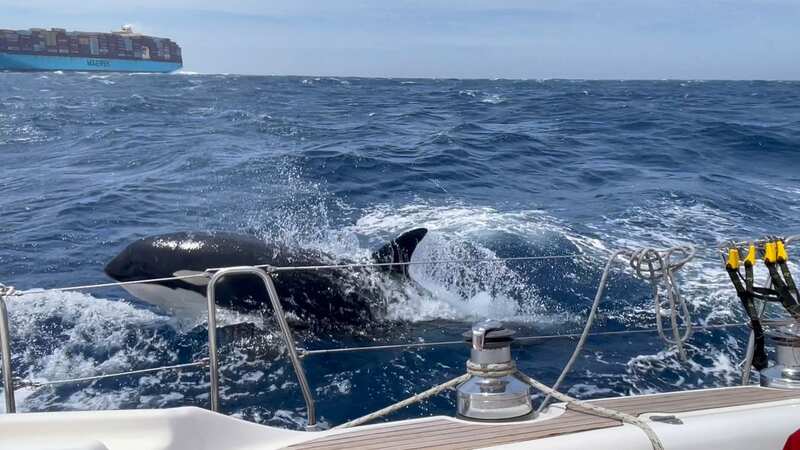 Terrifying moment Brit couple attacked by killer whales as they sail off coast