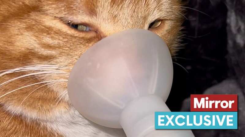 Rascal has feline asthma (Image: Jam Press)
