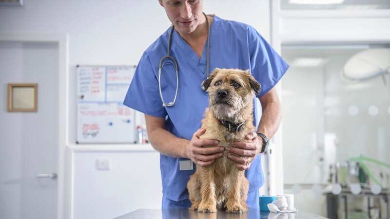 The vet warned dog owners to watch out for one sign of serious injury (stock photo) (Image: Getty Images/Image Source)