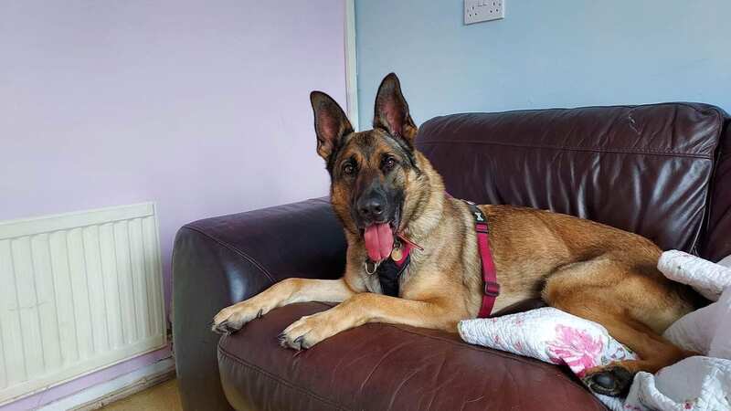 Petra, the scared German Shepherd dog, is looking for a new home (Image: Jam Press/RSPCA)