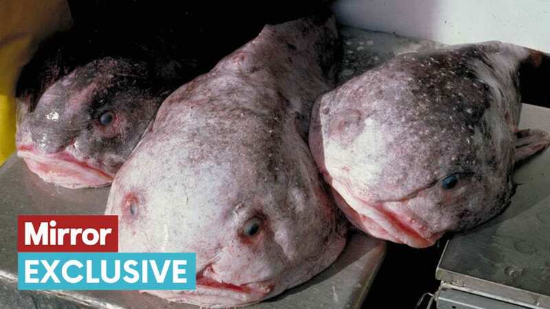 The society has helped to champion the previously ignored blobfish (Image: HUM Images/Universal Images Group via Getty Images)