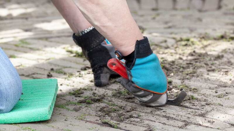 Cleaning moss out of your paving can be a pain (stock photo) (Image: Getty Images/iStockphoto)
