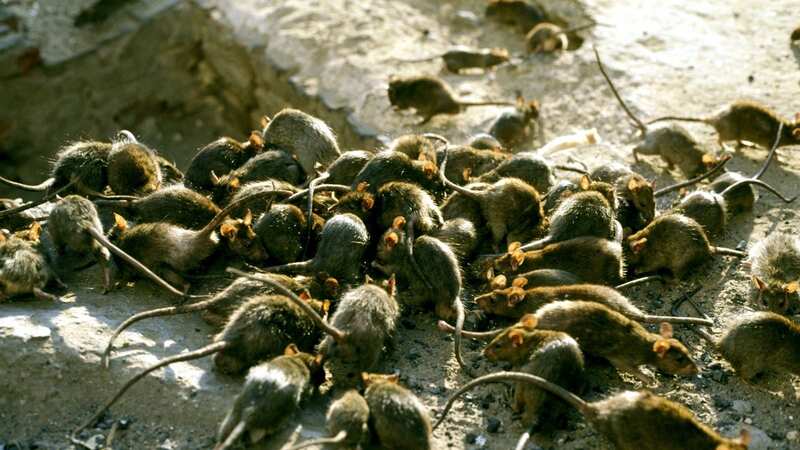 Rats and mice can become a real issue if they