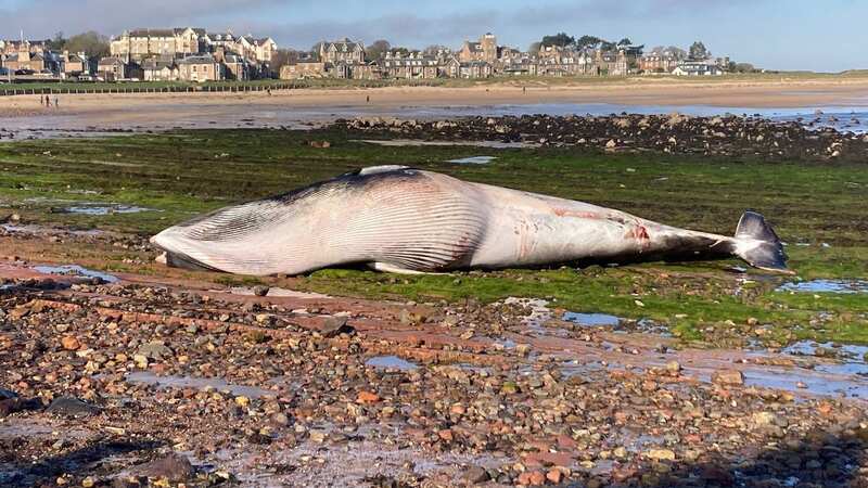 A dead female Minke whale washed up washed up at North Berwick (Image: PA)