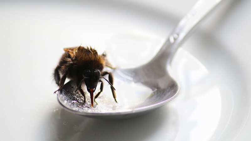 Sugar water can help a struggling bee but should only be used as a last resort (stock photo) (Image: Getty Images/iStockphoto)