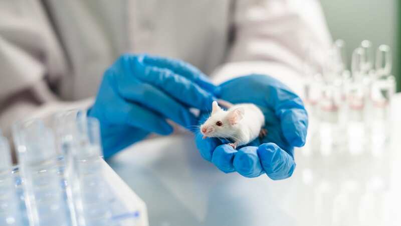 Tighter rules are needed banning worldwide animal testing to ensure suffering doesn