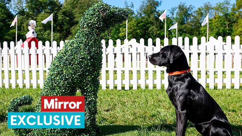 A trip to Goodwoof - a festival for dogs held at the Goodwood grounds in Chichester (Image: PA)