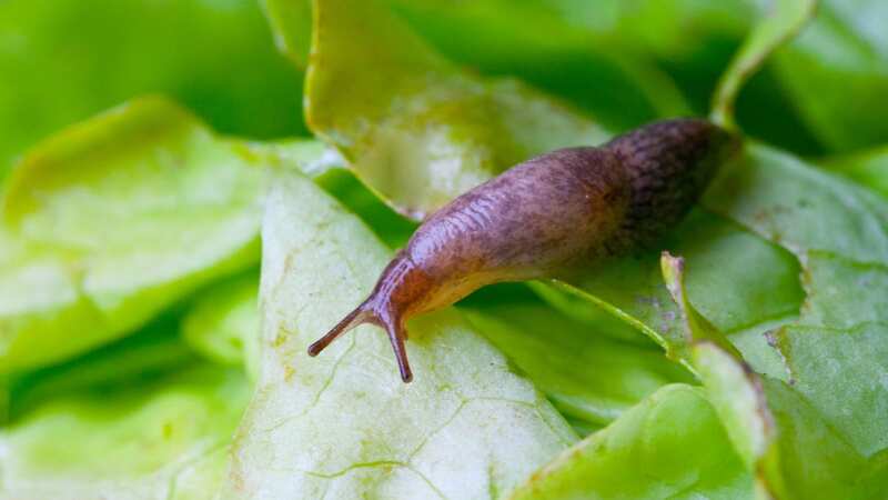 Slugs are known for munching on plants (Image: Getty Images/iStockphoto)
