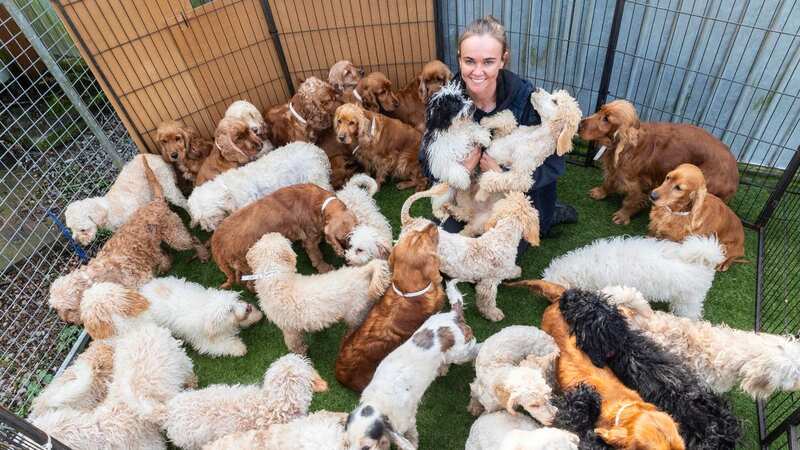 Some unscrupulous backyard breeders are dumping Cockapoos in the street and local parks (Image: ROGER ALLEN)