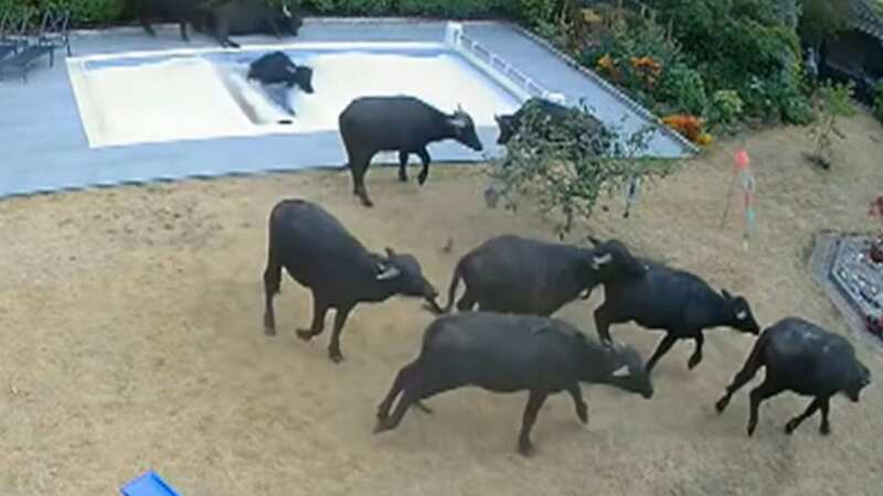 Buffaloes seen charging through garden (Image: Andy and Lynette Smith/BBC)