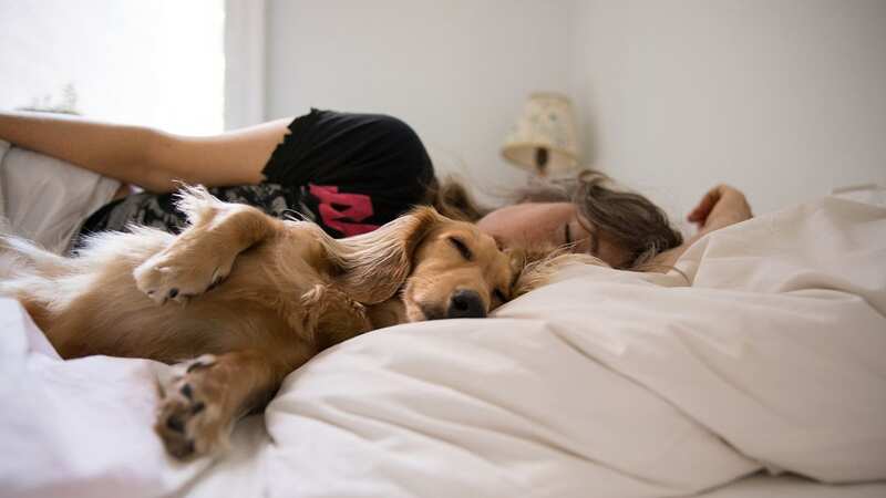 Dr Deirdre Barrett has released a study about what dogs dream about (stock photo) (Image: Getty Images)