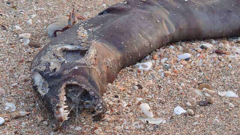 The gruesome creature washed up on the paradise island of Ko Lanta in Thailand (Image: Credit: Pen News/Anat Primo)