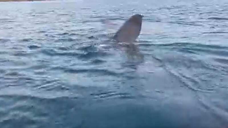 Moment shark swims right under astonished kayakers in 