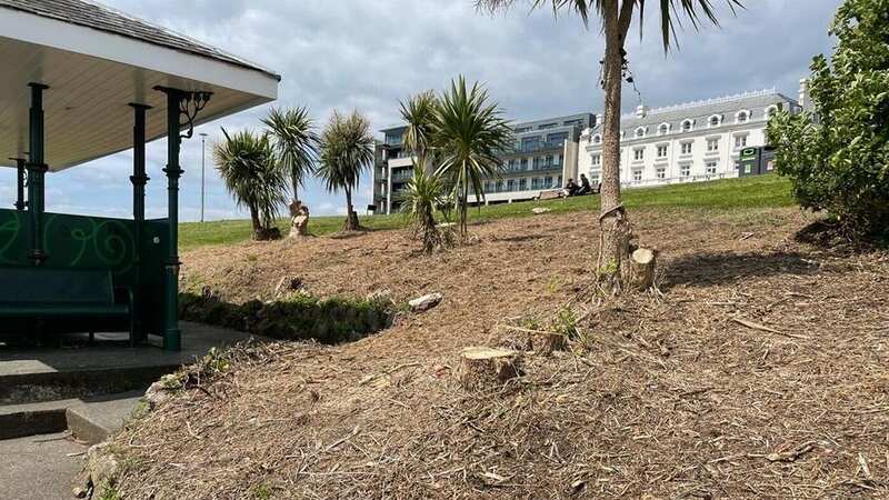 Palm trees have been felled in Plymouth over claims they were 
