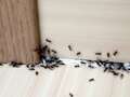 Warning as swarms of ants set to invade UK homes - here's how to get rid of them