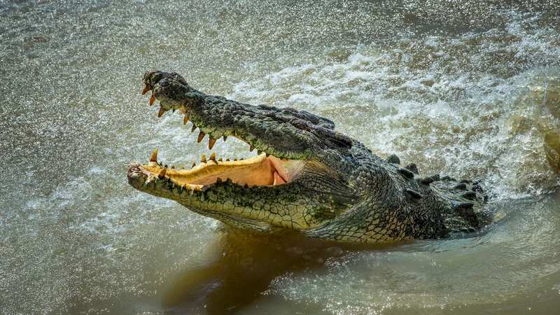 It is the third crocodile attack in Queensland in the last eight weeks (Image: Getty Images/500px Prime)