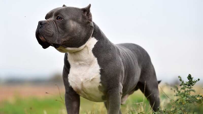 Bear was a big American bulldog, similar to this one (stock image) (Image: Getty Images/iStockphoto)