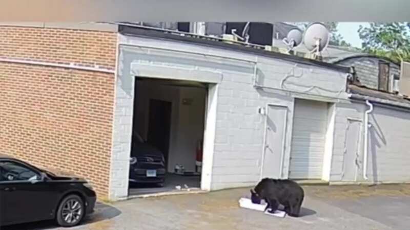 Hungry bear storms into bakery and steals 60 cupcakes leaving staff terrified