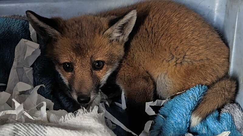 The fox was found abandoned by the side of a road in Co Durham (Image: PA)