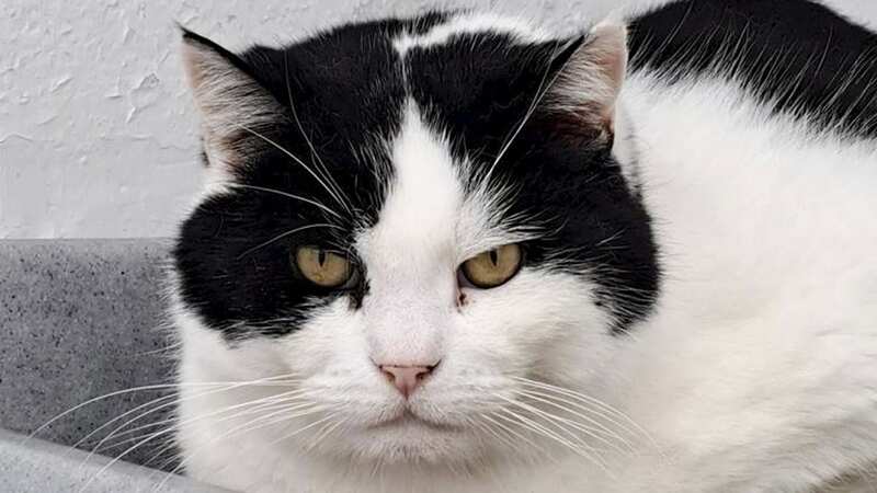 Flash has been in the shelter for 100 days as potential owners are put off by his grumpy look (Image: Blue Cross / SWNS)