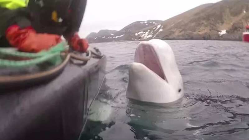 The whale has reportedly been travelling along the Norwegian coast for years