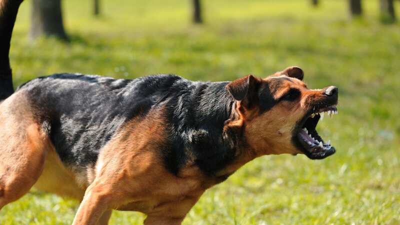 The dog had lived with the family since it was a pup (Image: Getty Images/iStockphoto)