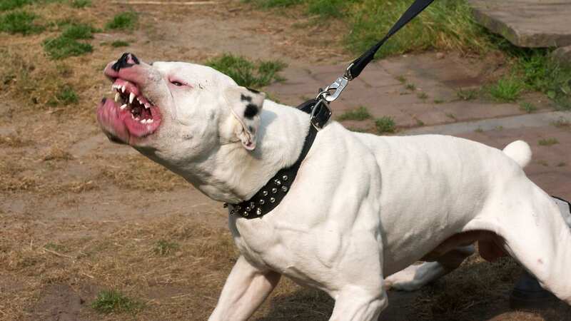 The dog was described as an American Bulldog (stock image) (Image: Getty Images/iStockphoto)