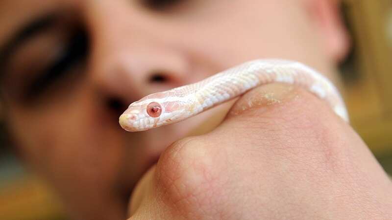A Snow Corn Snake. File image (Image: CT)