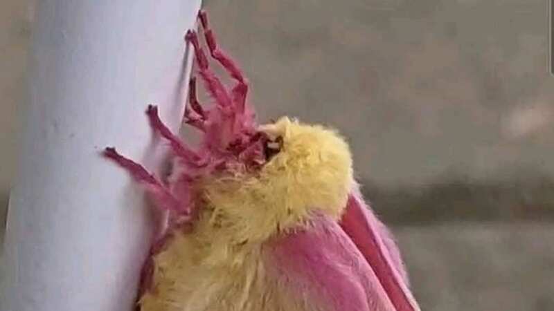 Rosy Maple Moths are typically native to North America (Image: Lahiru Perera/Facebook)