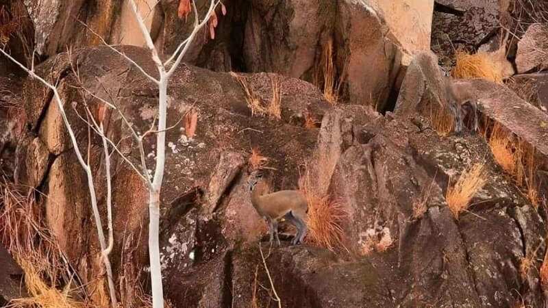Finding two antelopes in this picture could mean you have 