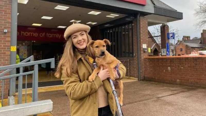 Wilko became a dog-friendly retailer in February 2022