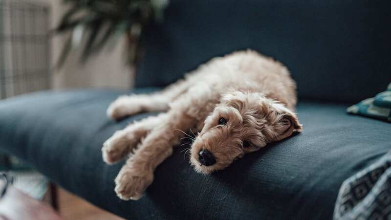 This warning comes after a pet owner suffered a scare with her own pooch (Image: Getty Images)