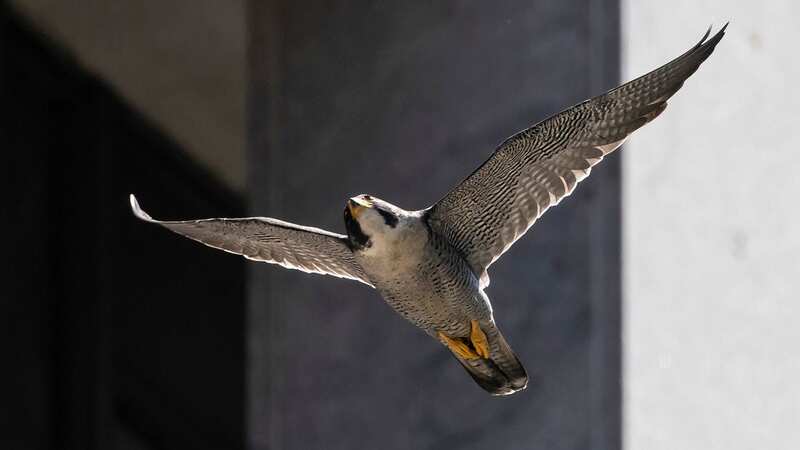 Falcons have become aggressive to humans due to nesting on one of the low floors this year (Image: AP)