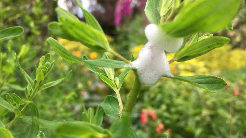The froth is caused by a spittlebug, which people are urged to not touch (Image: Nottingham Post)