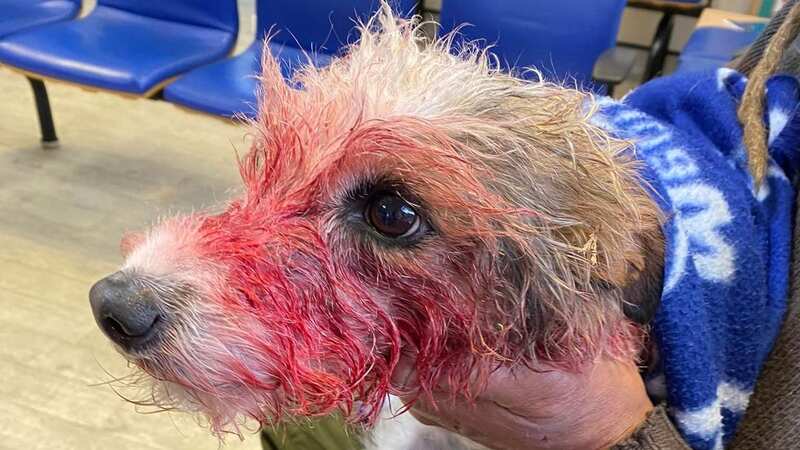 Merlin needed an emergency vet, costing more than £1,000 for treatment (Image: Facebook/Dog Friendly Sevenoaks)