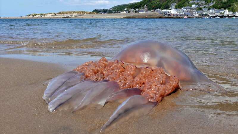 A giant barrel jellyfish washed up on the Mawddach estuary foreshore at Fairbourne (Image: Simon Parkin)