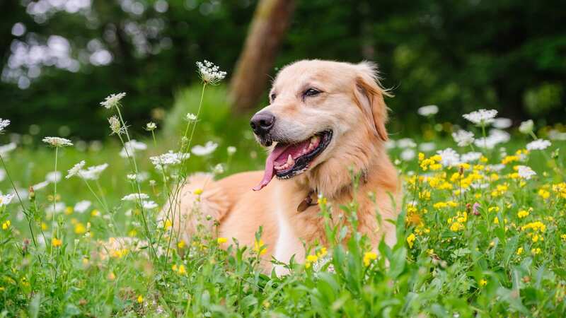 Dog owners should be careful when taking their pooches out for walks (stock image) (Image: Getty Images)