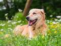 Vet's urgent plea to dog owners on poisonous plant that causes serious injury eiqrtirtitinv