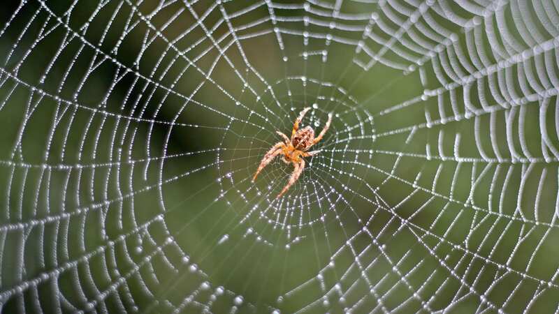 Spider webs are not just useful for catching flies (Image: Getty Images)