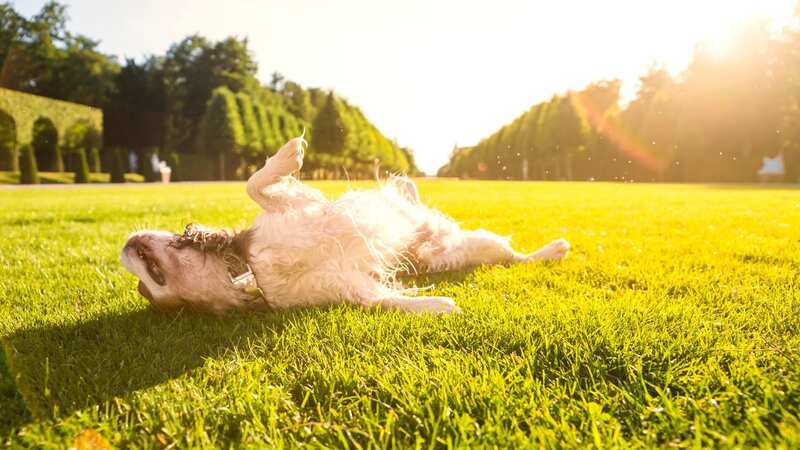 Soaking up the sunshine has various health benefits for dogs (Image: Getty Images/Westend61)