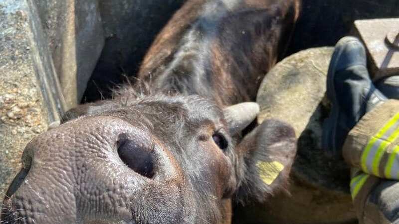 The cow was looked after by firefighters (Image: Sudbury Fire Station / Facebook)