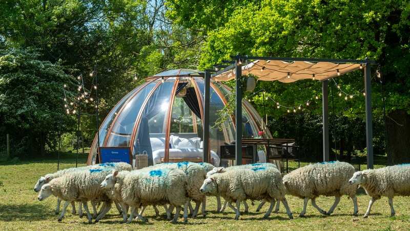 Ultimate sleeping experience in Sussex lets guests count sheep - literally