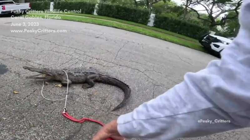 A five foot long crocodile has been found lurking in a bush outside a posh gated house. (Image: Jam Press Vid/Pesky Critters Wildlife Control)