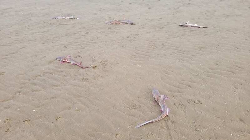 Dozens of small sharks wash up dead on UK beach leaving locals stunned