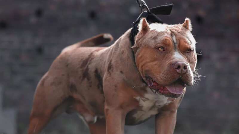 American Bully XL dogs have been blamed for several deaths in recent months (Image: WALES NEWS SERVICE)